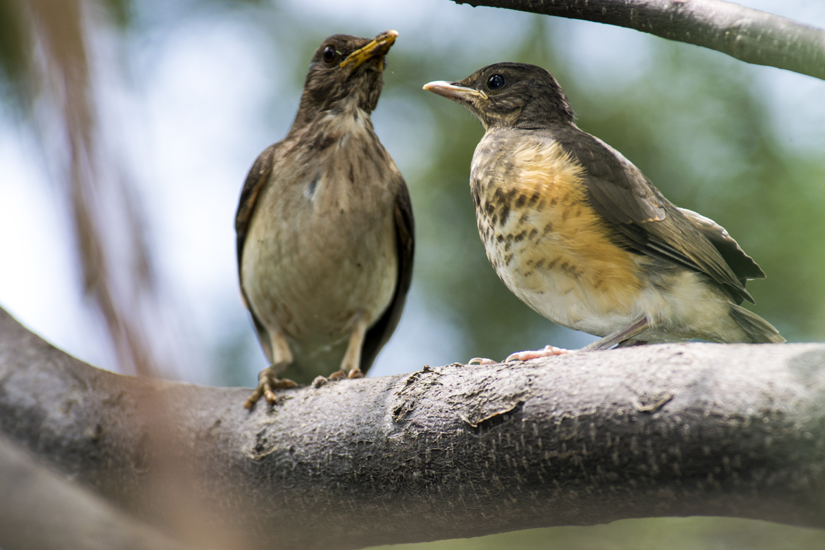 Trush = African Mother & Sun