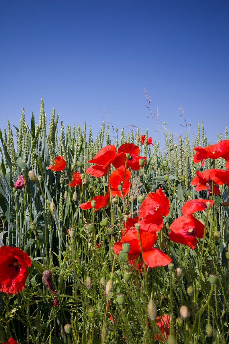 The usual Poppies ...