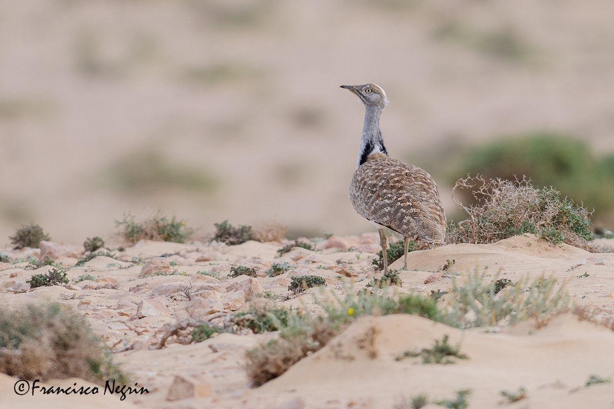 Canarian houbara.