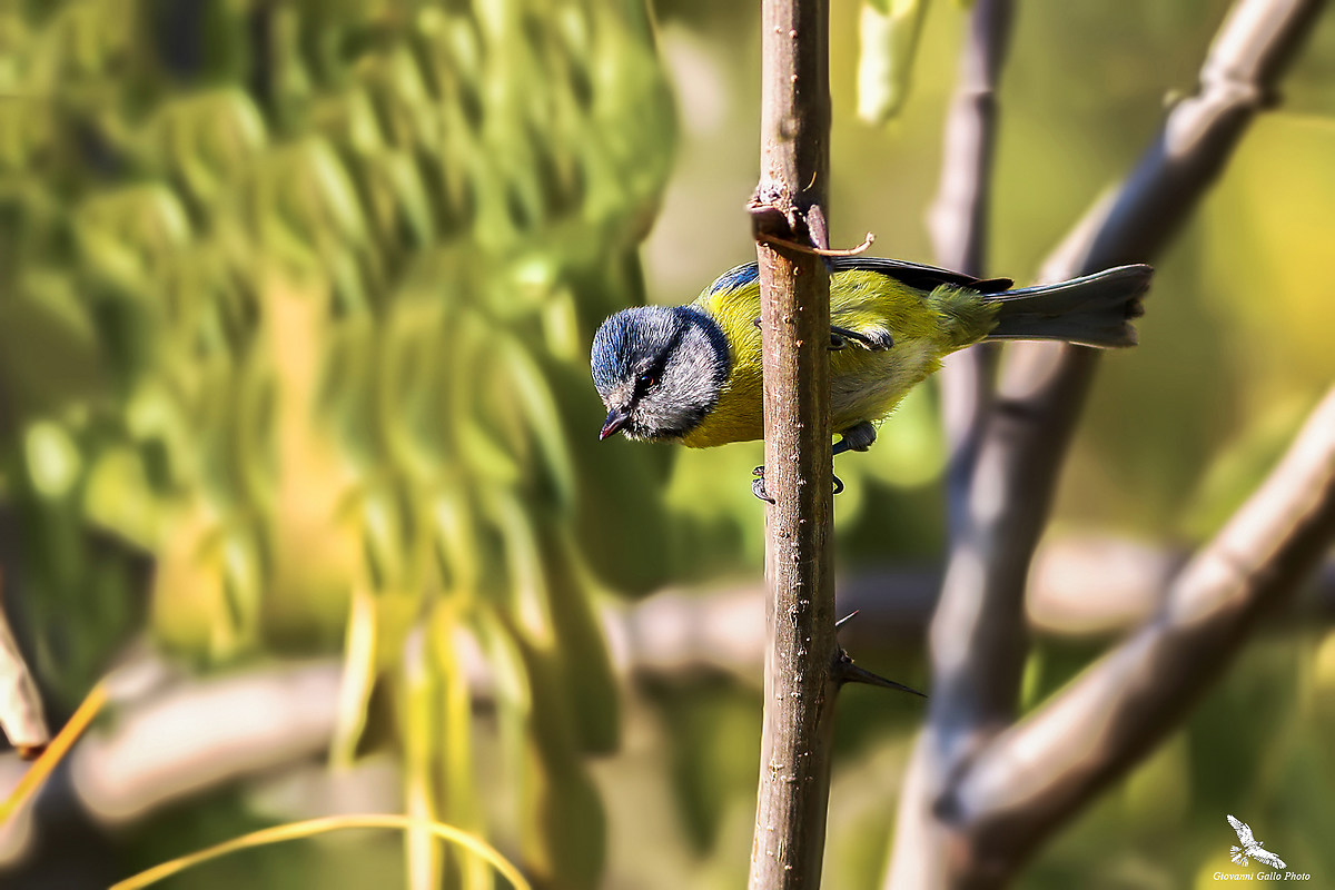 Cinciarella ((Cyanistes caeruleus)