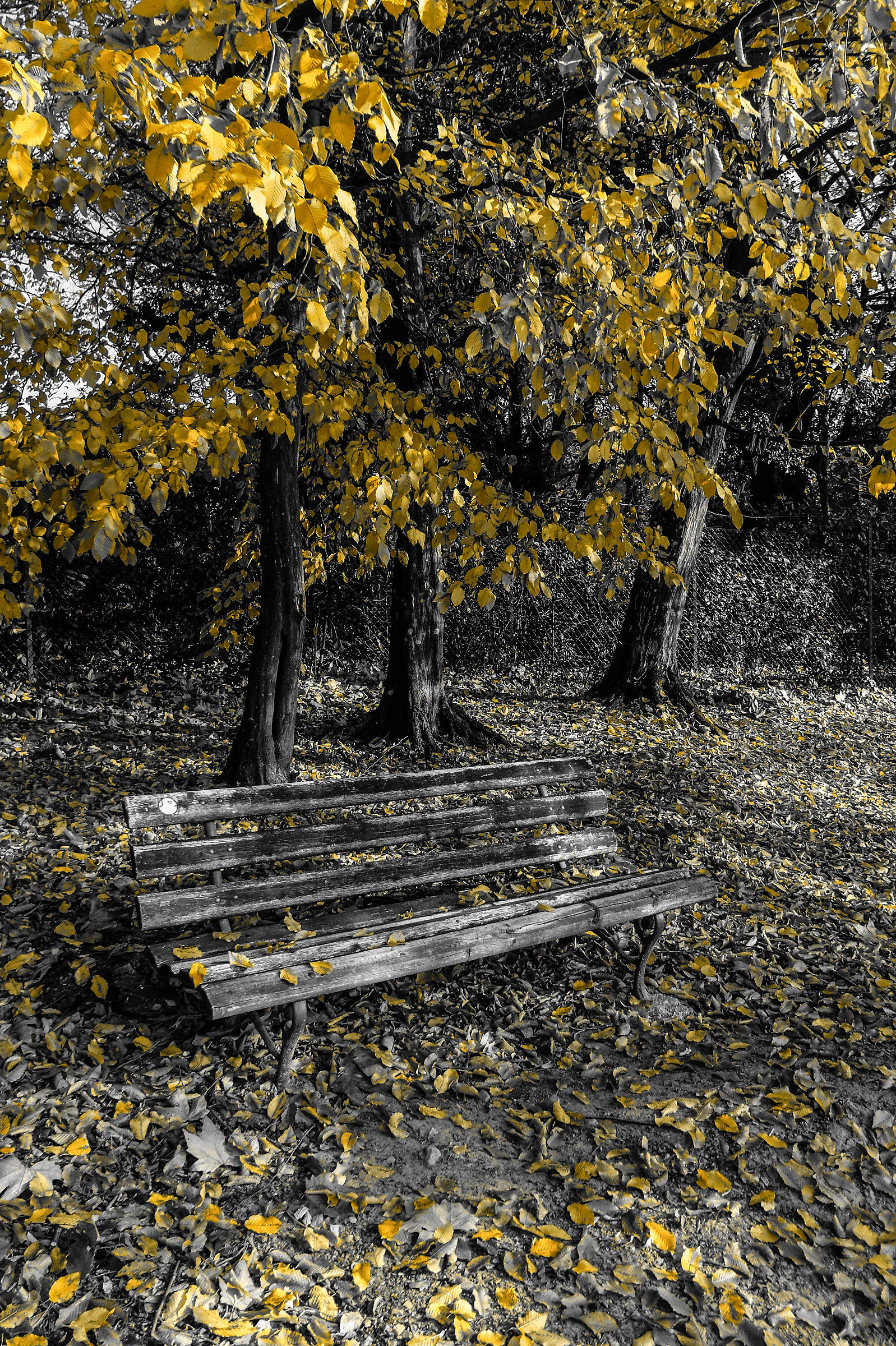 Bench