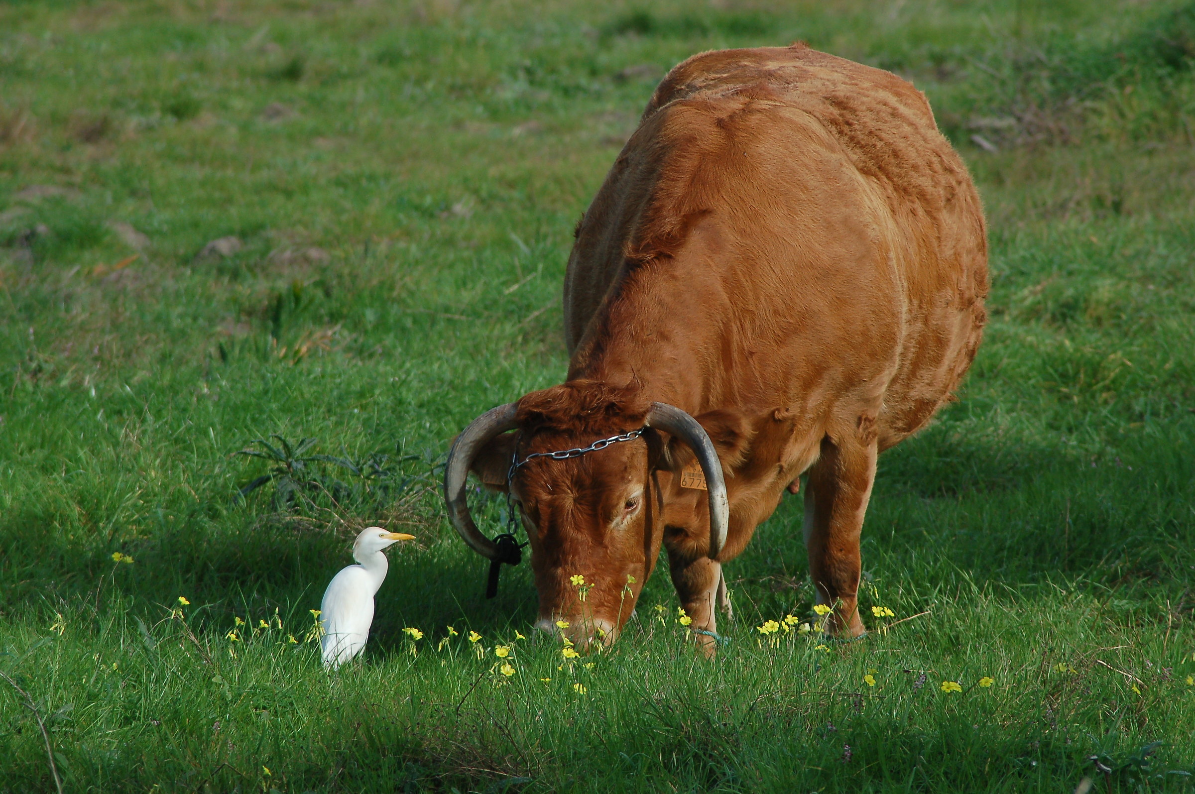 Cattle Egret