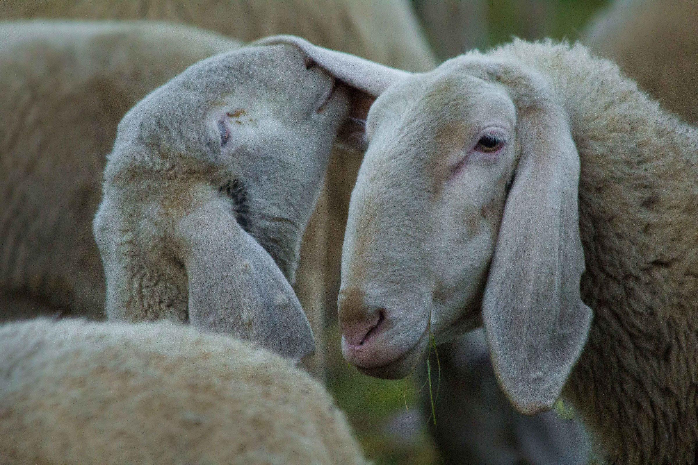 I tell you in your ear ...