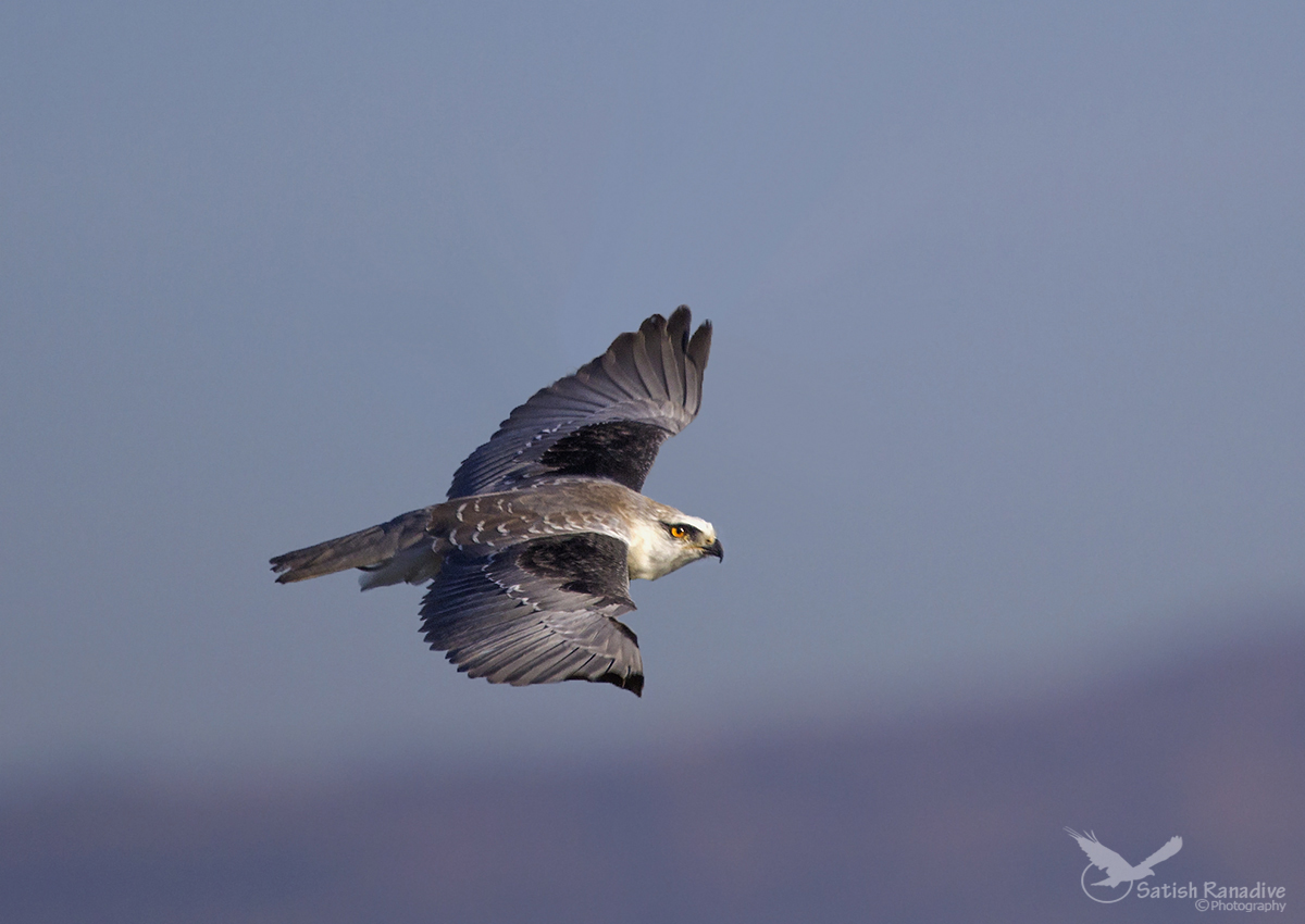 Black-shouldered Kite.