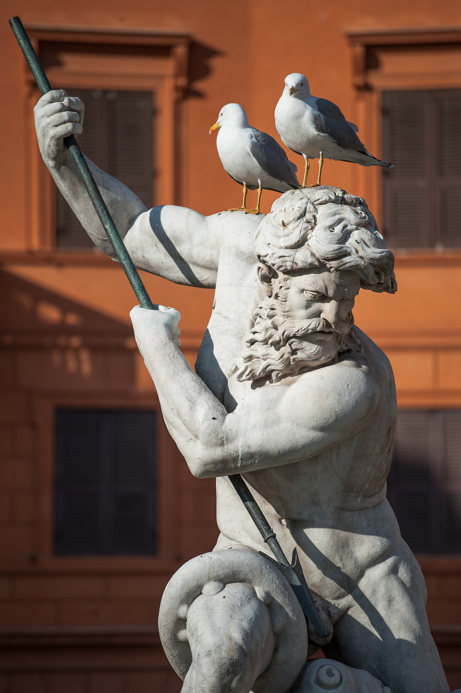 Roma P.za Navona-La invasione dei gabbiani