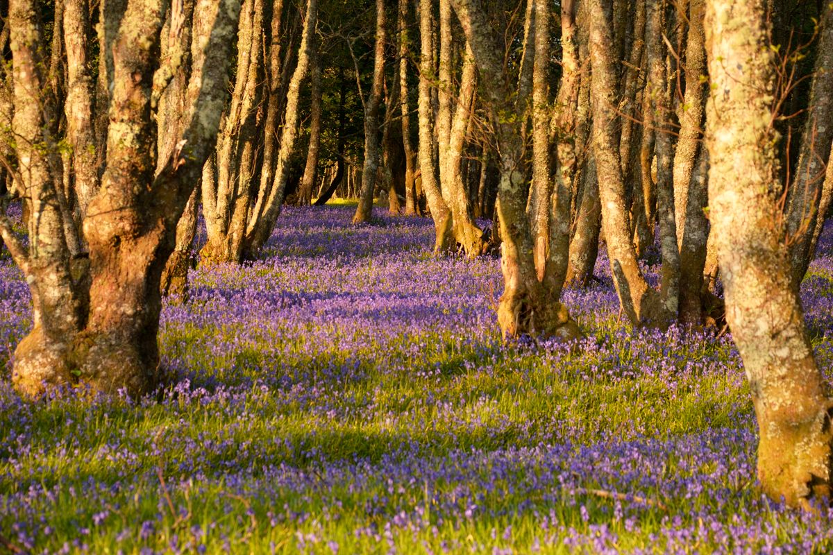 Bluebells in the coppice