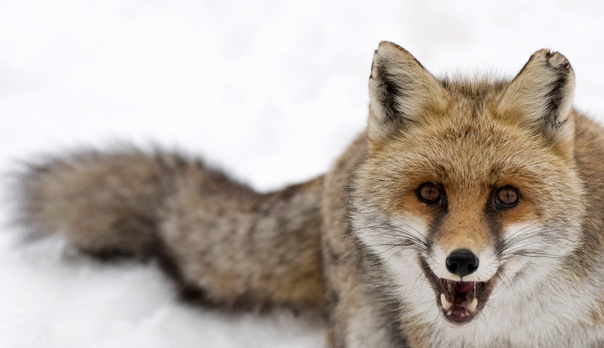 una volpe un inverno