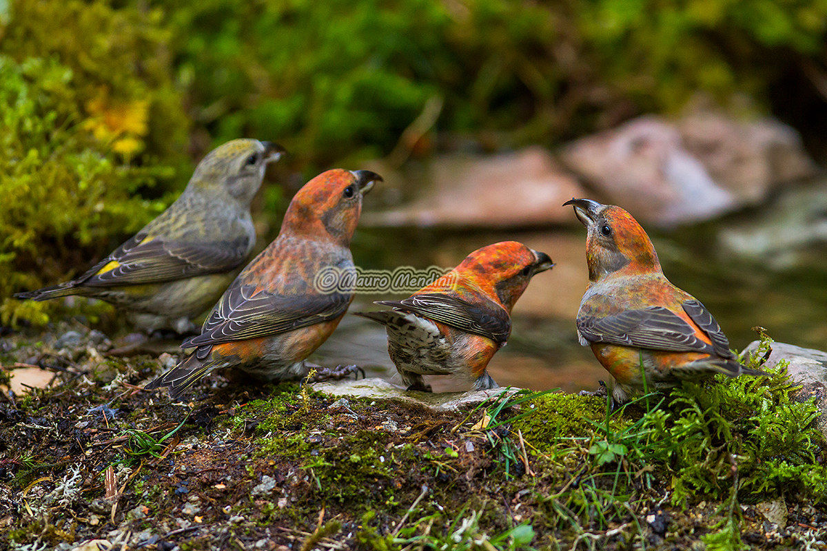 Crossbills