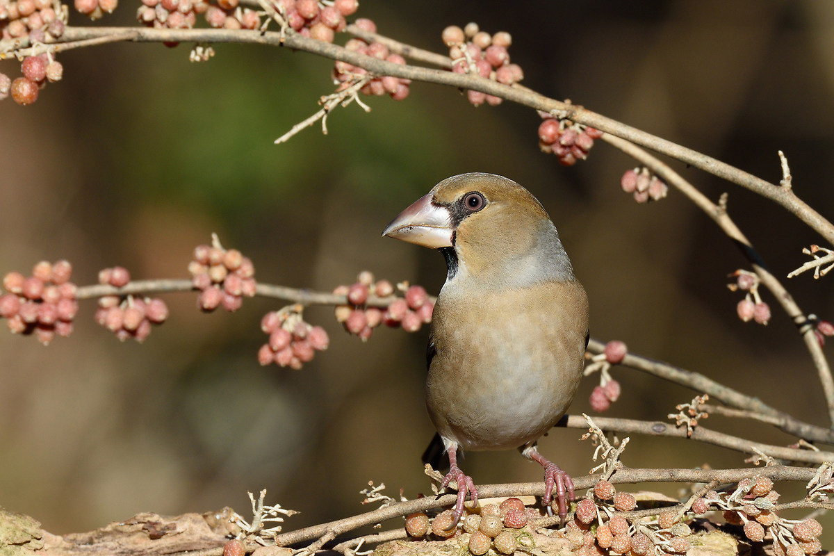 frosone femmina 19 dicembre 2015