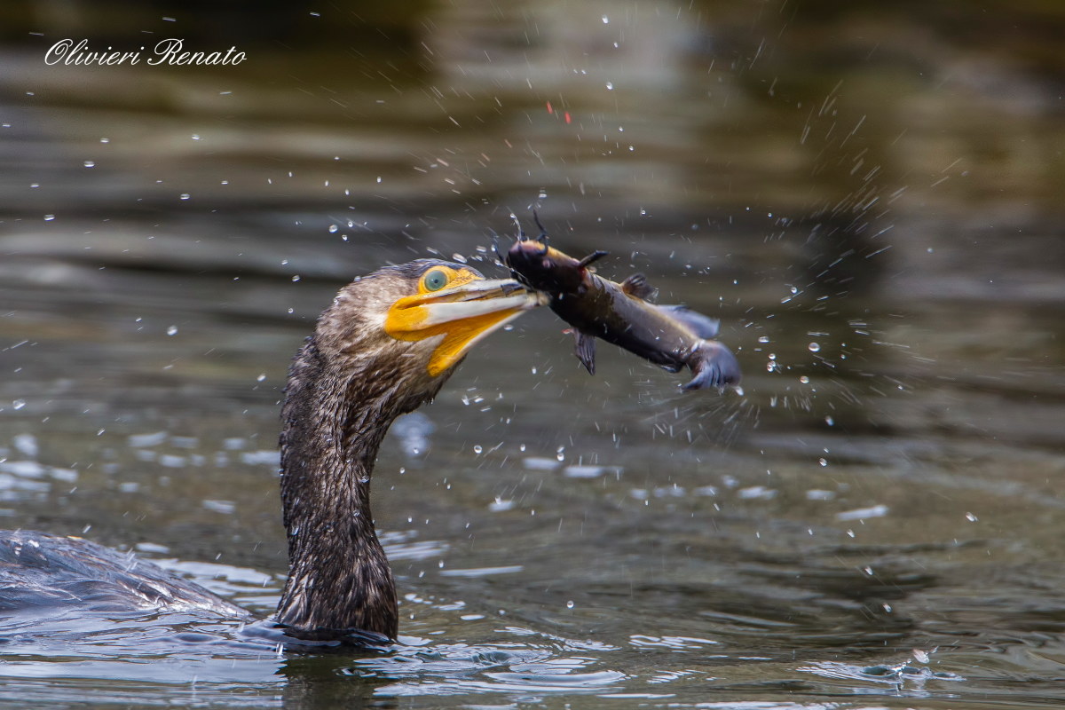 Cormorano con preda