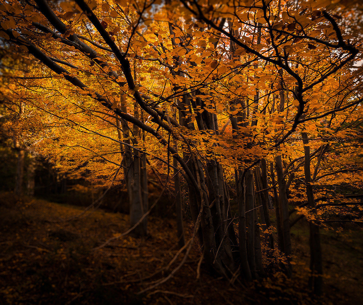 The last embrace of autumn