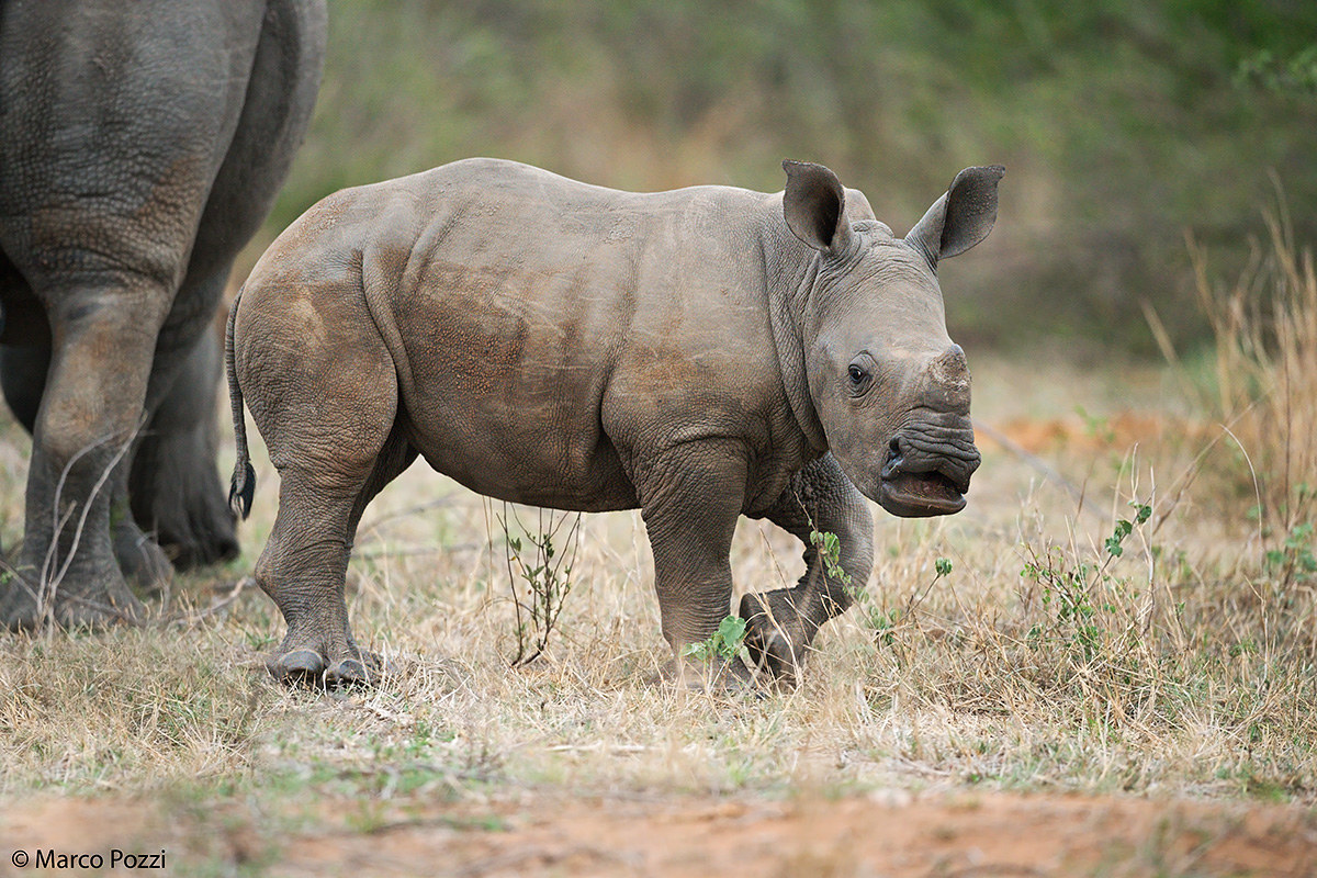 Baby Rhino