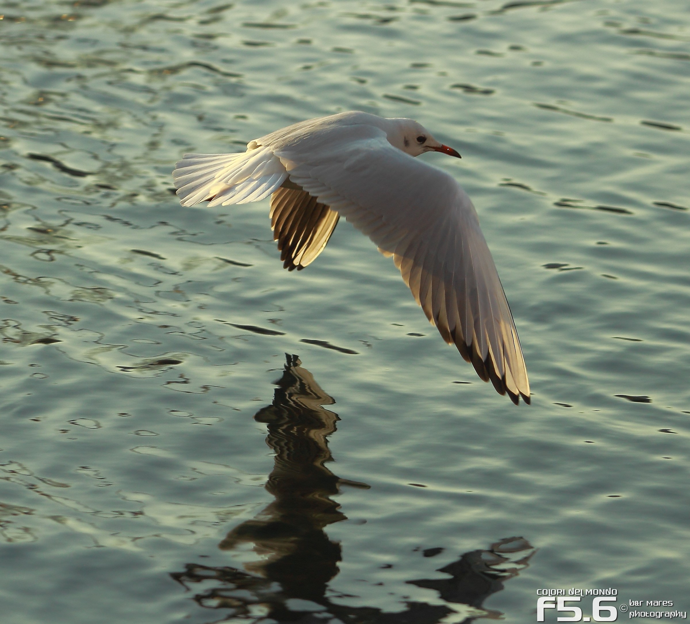 Seagull