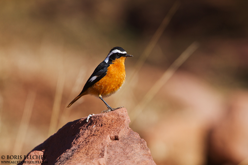 Uccello nazionale del Marocco