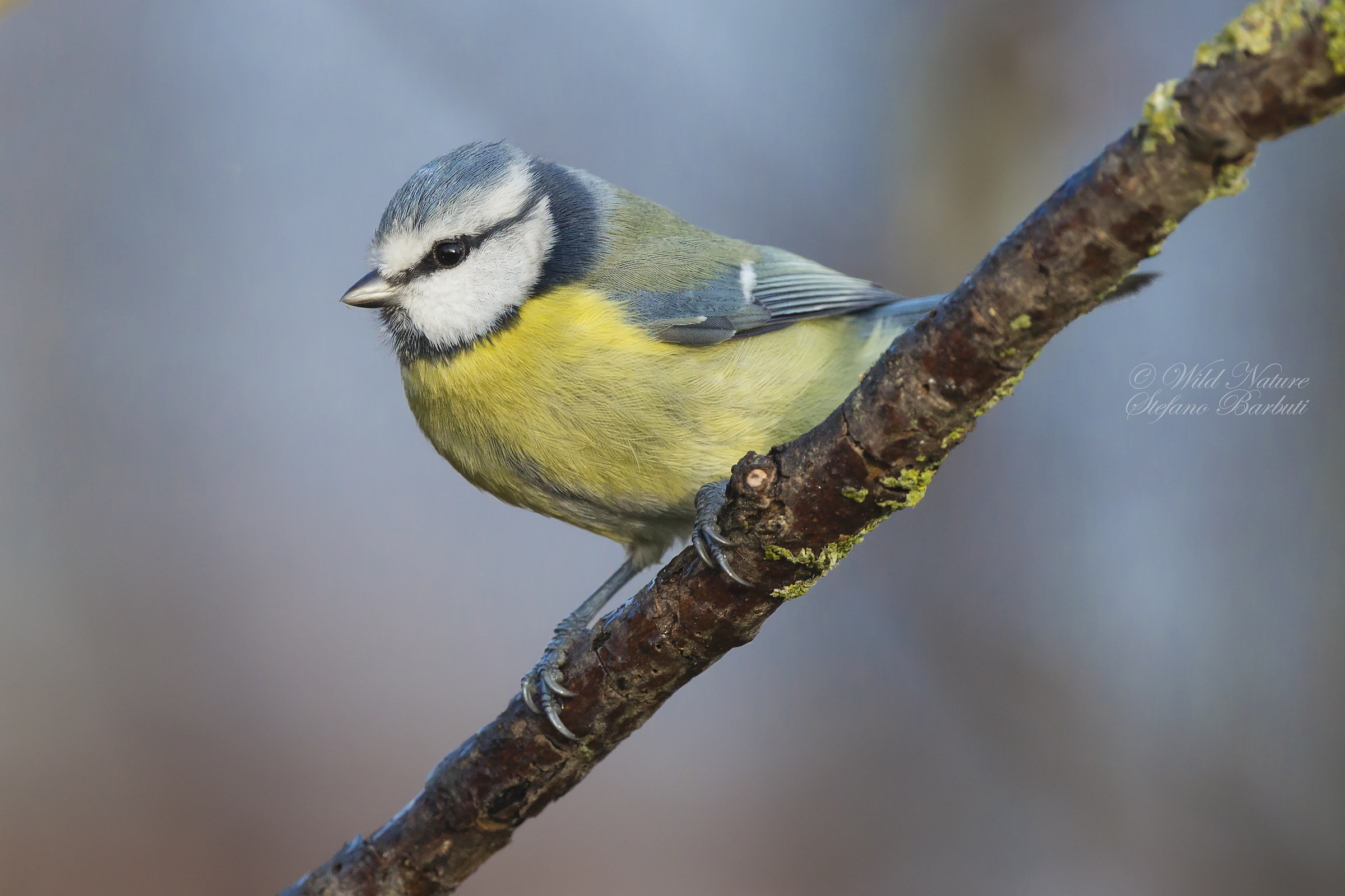 Semplice, comune.....ma bella