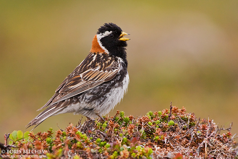 Paradiso di birdwatching Finnmark