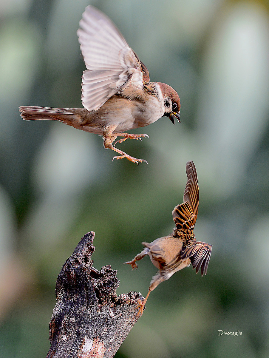 Sparrows against