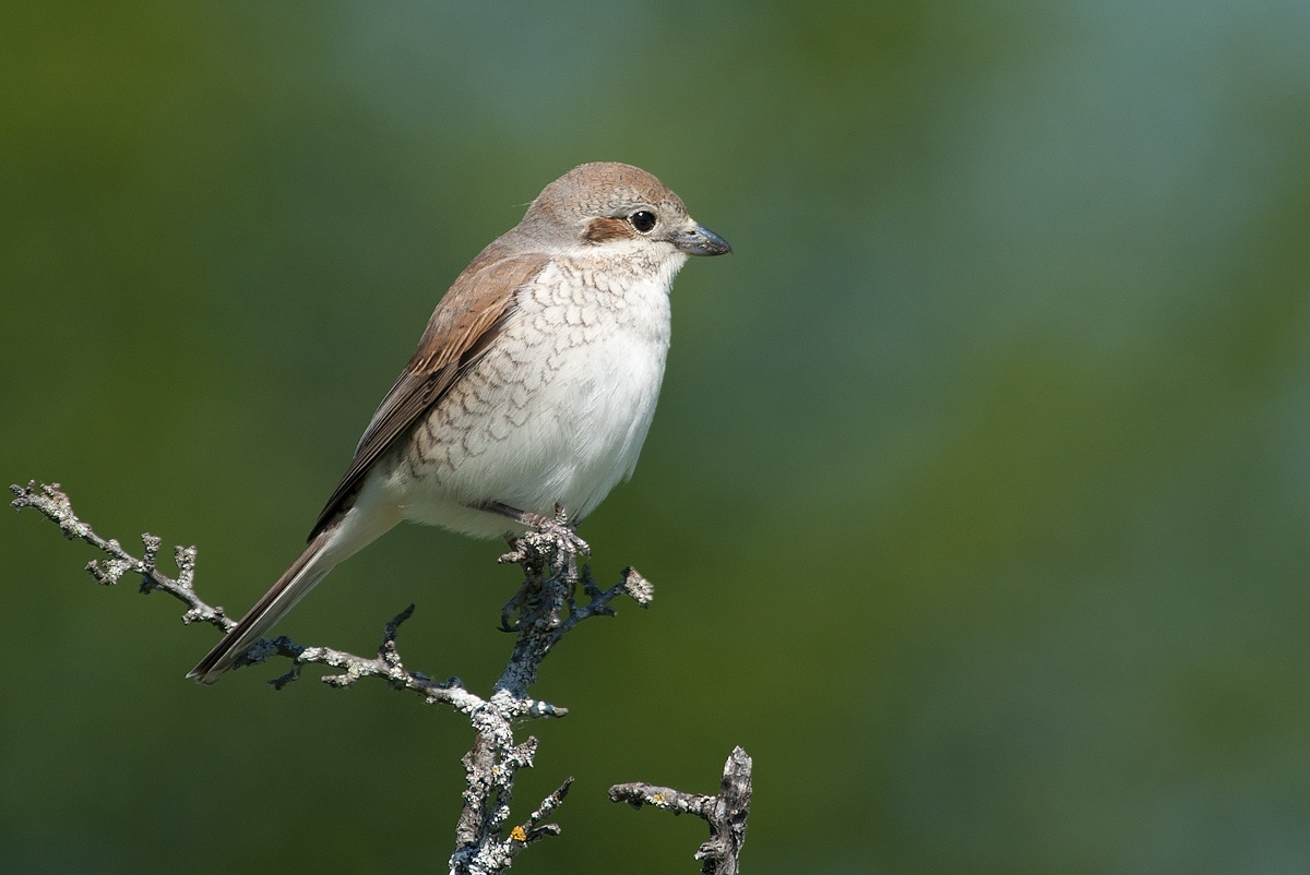 giovane averla piccola