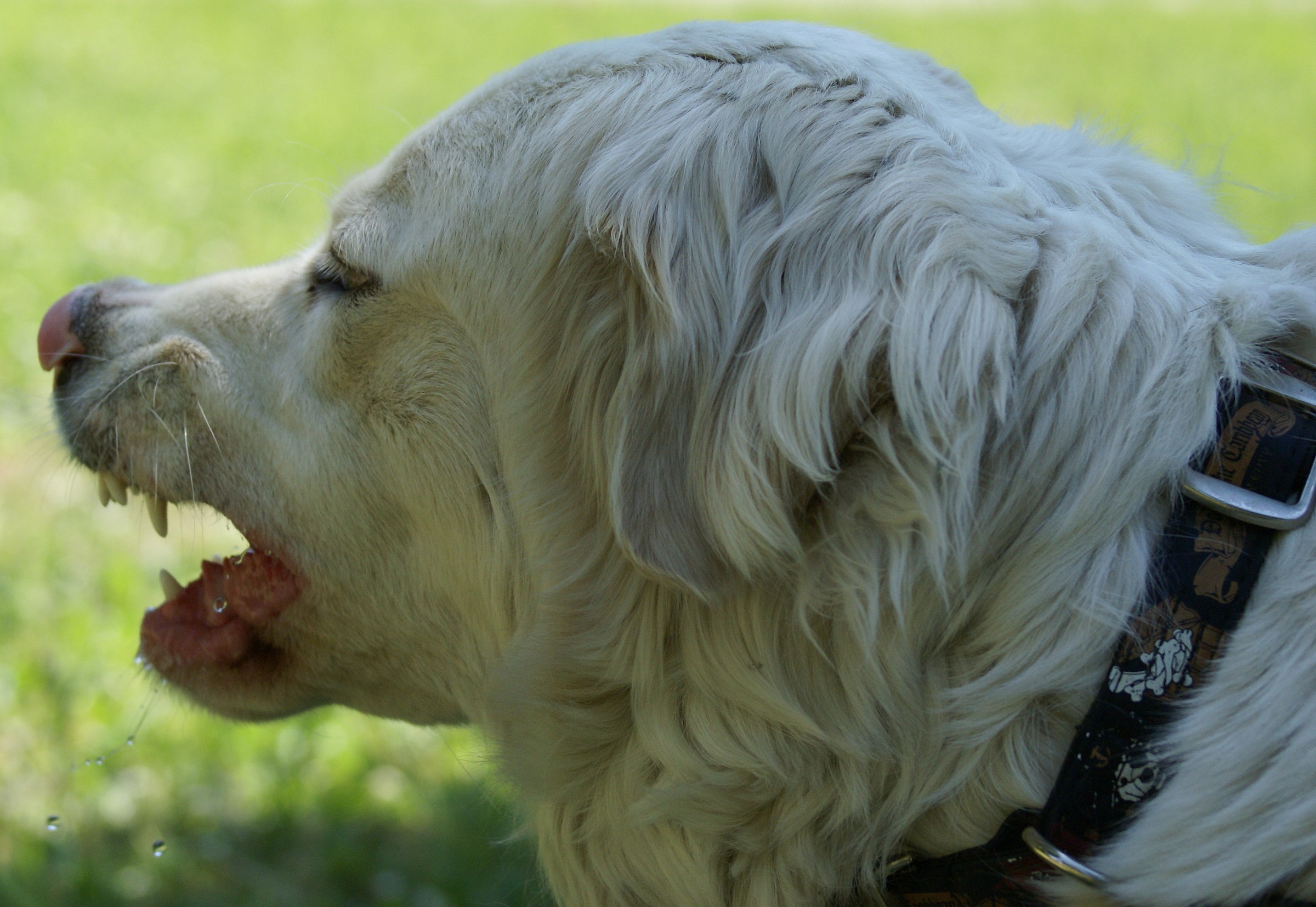 Growling or yawning?