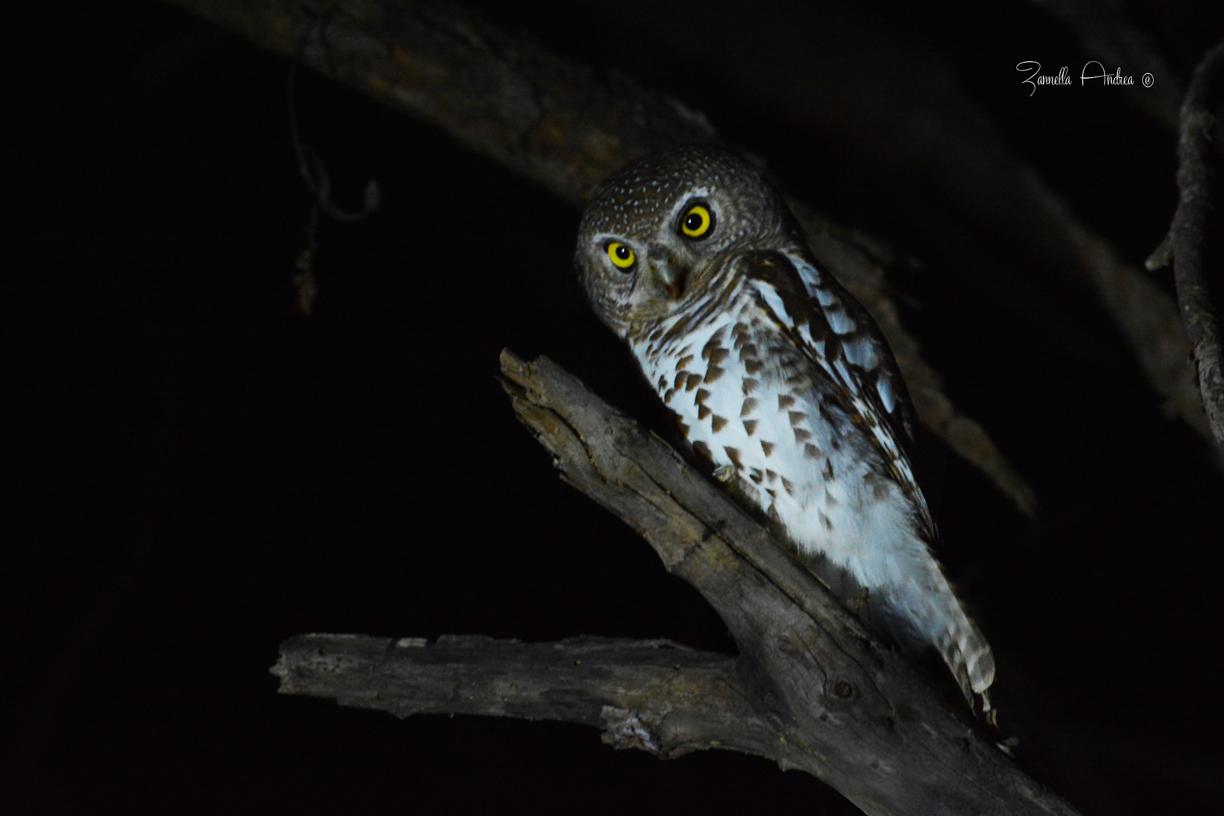 Civetta nana barrata