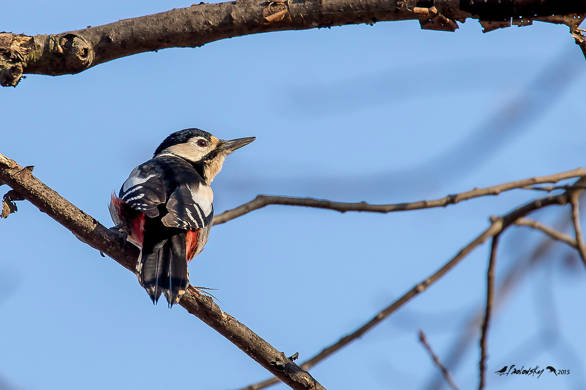 Picchio Rosso Maggiore