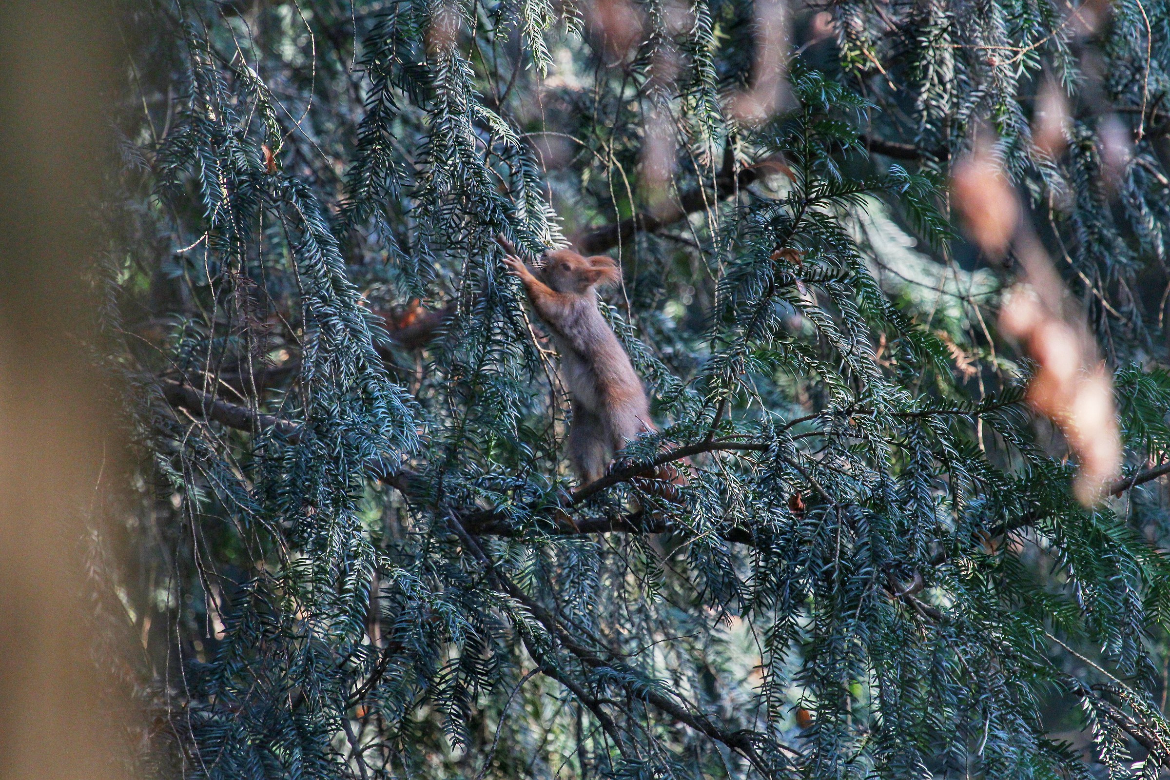 Sciurus vulgaris (Squirrel)