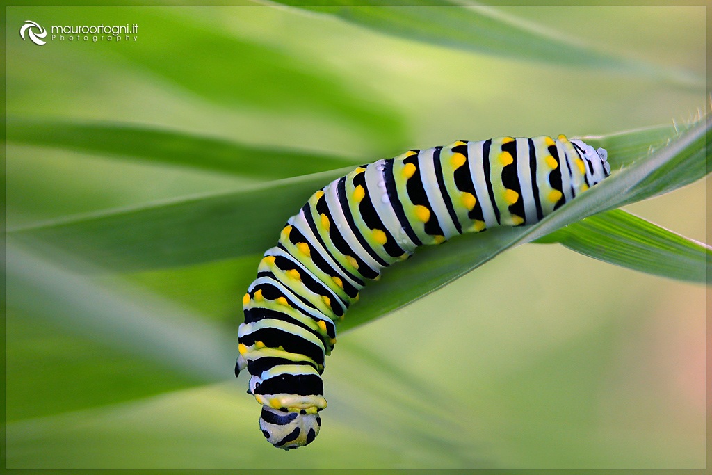Caterpillar