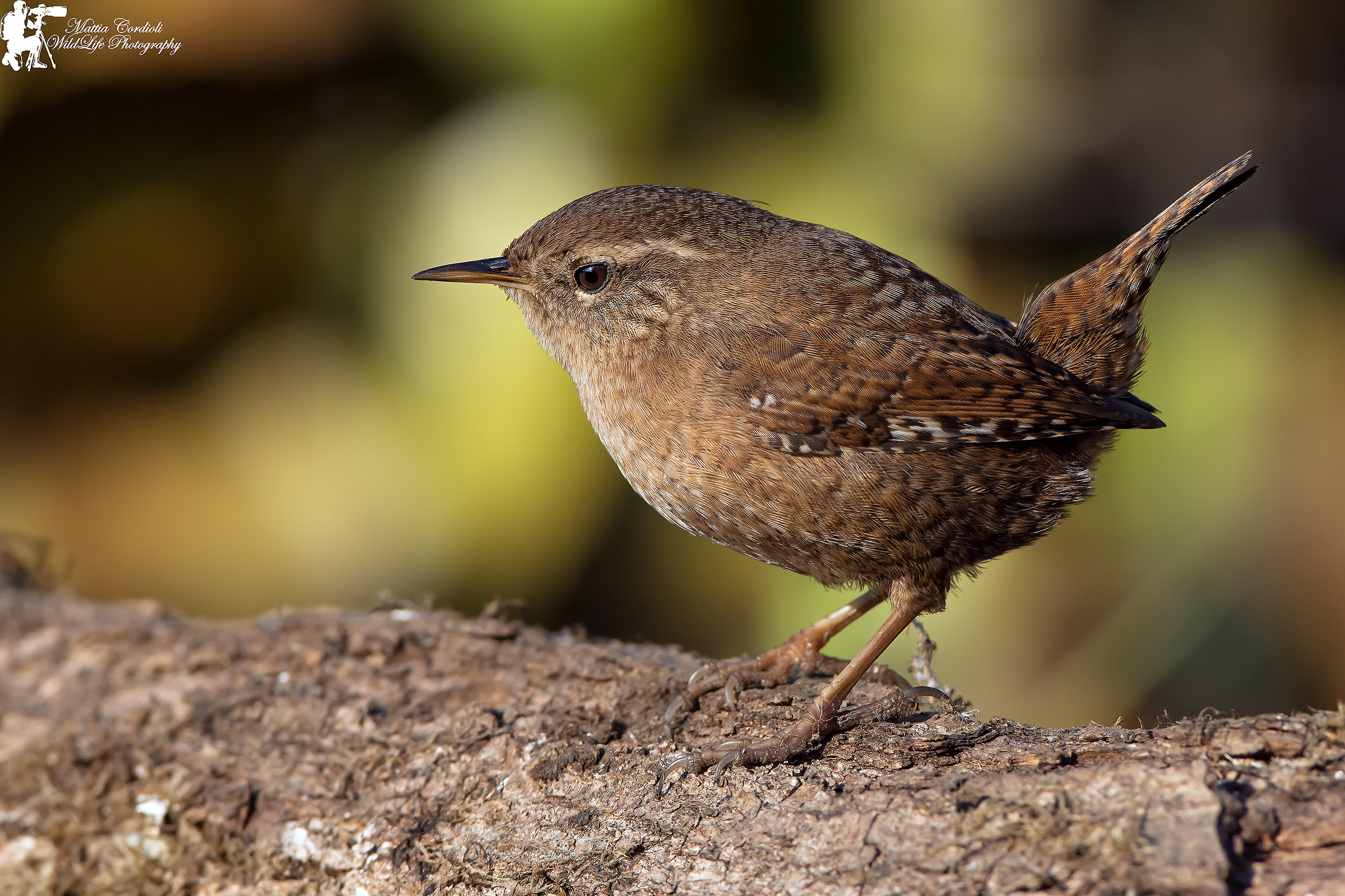 Wren