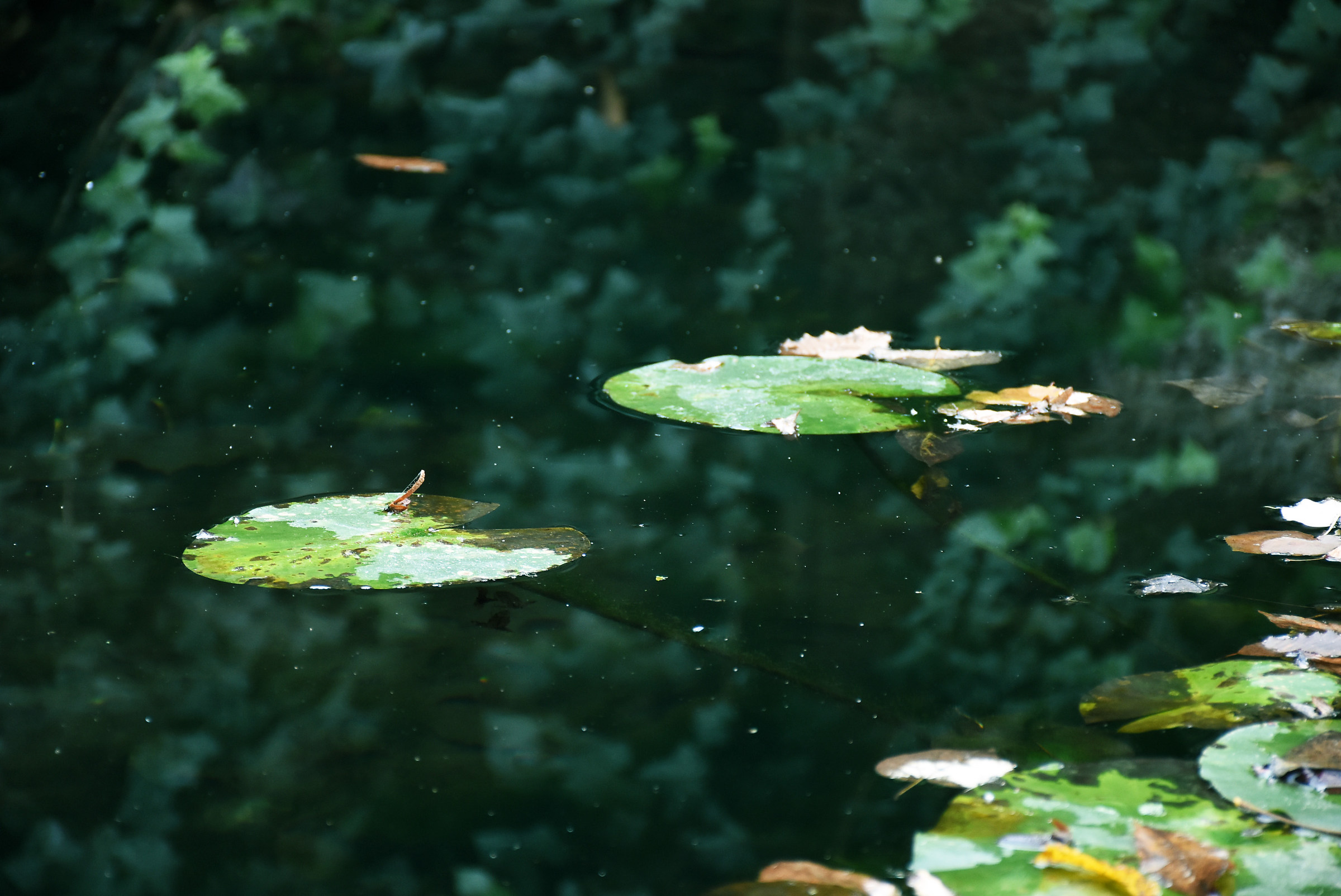 waterlilies