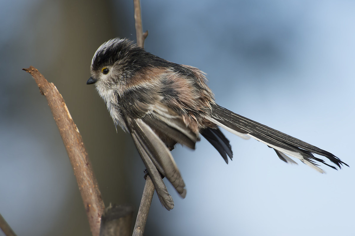 and after swimming a good shake