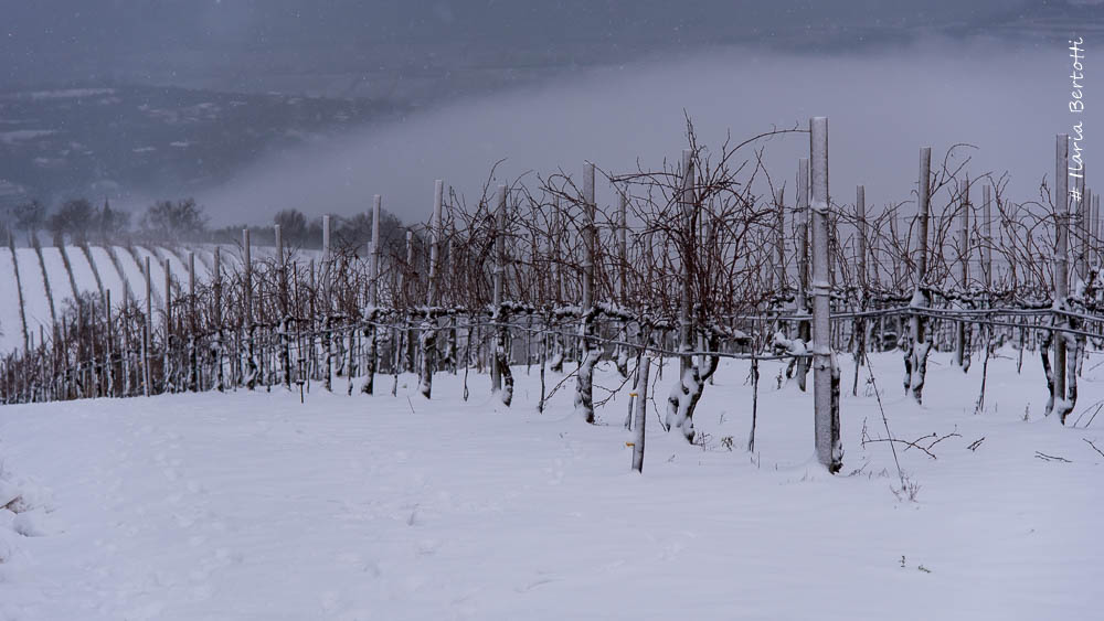 Vineyards in Winter
