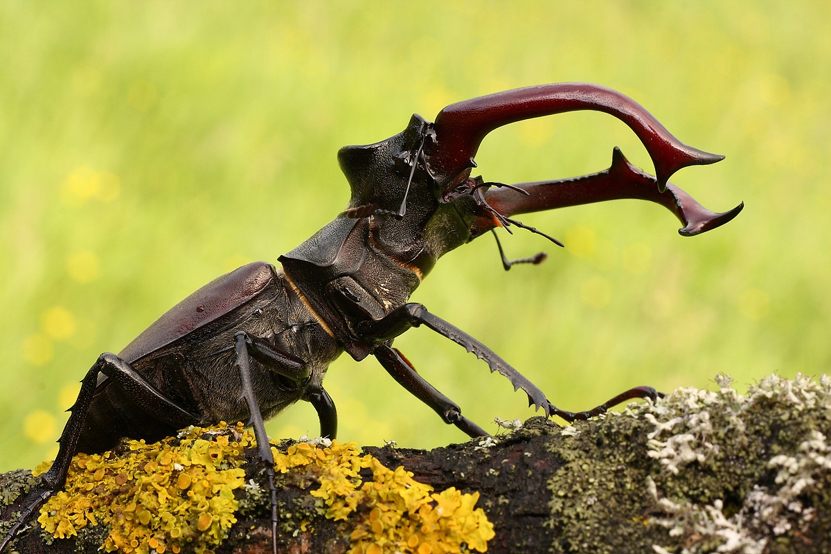 Lucanus cervus