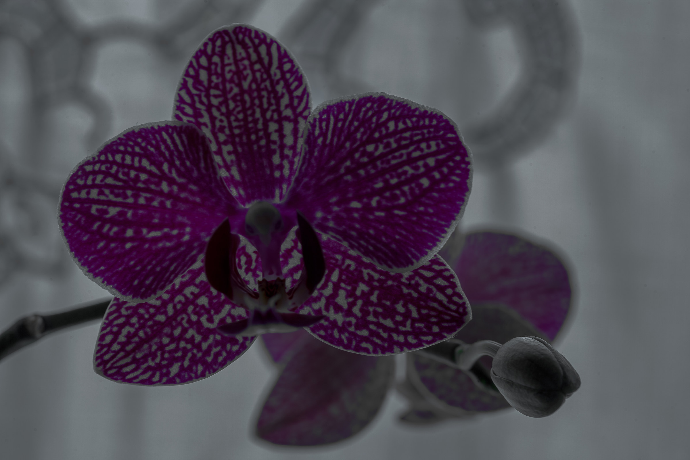 Orchid backlit 2
