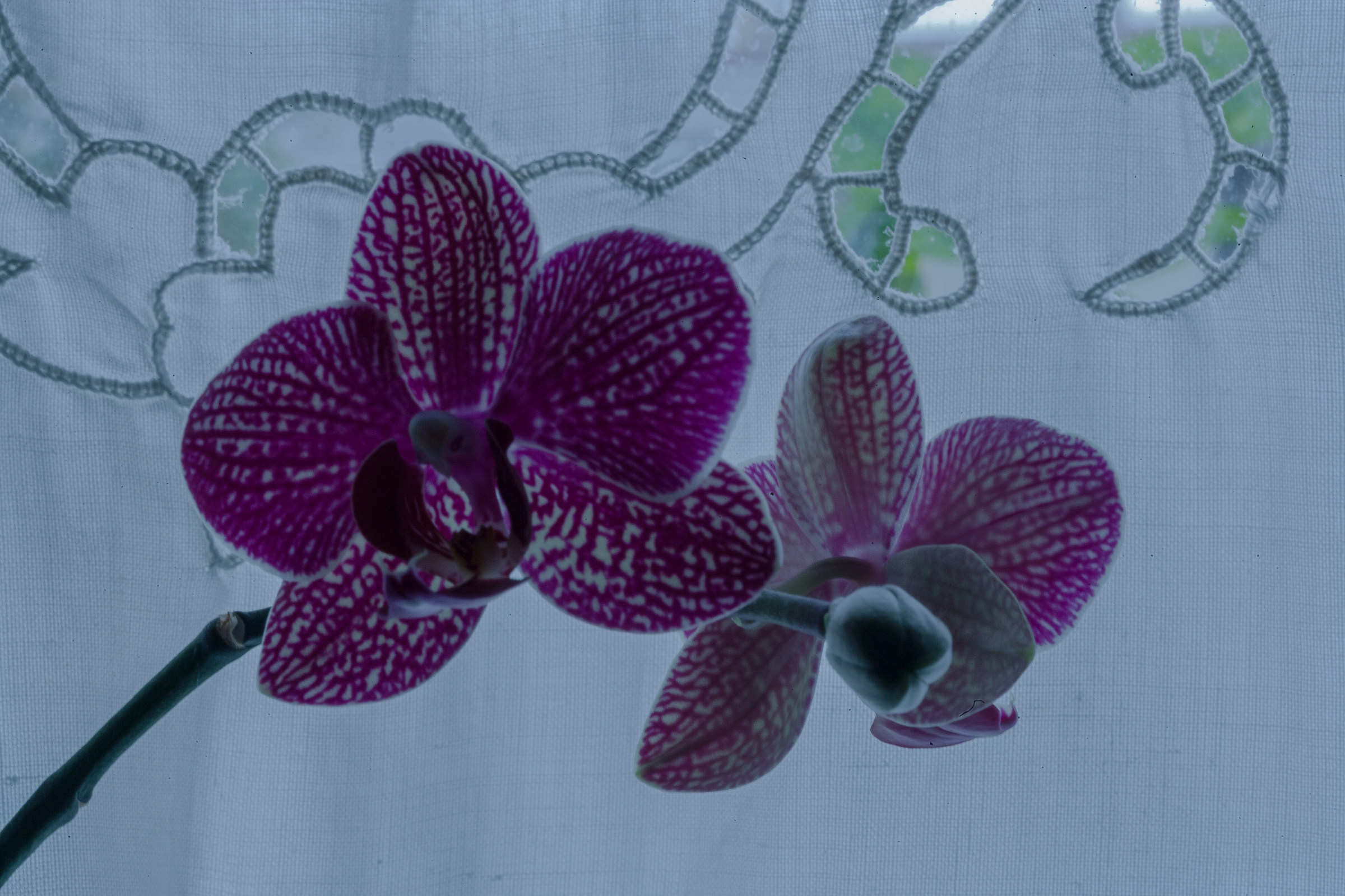 Orchids backlit 3