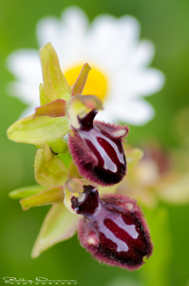 Ophrys incubacea