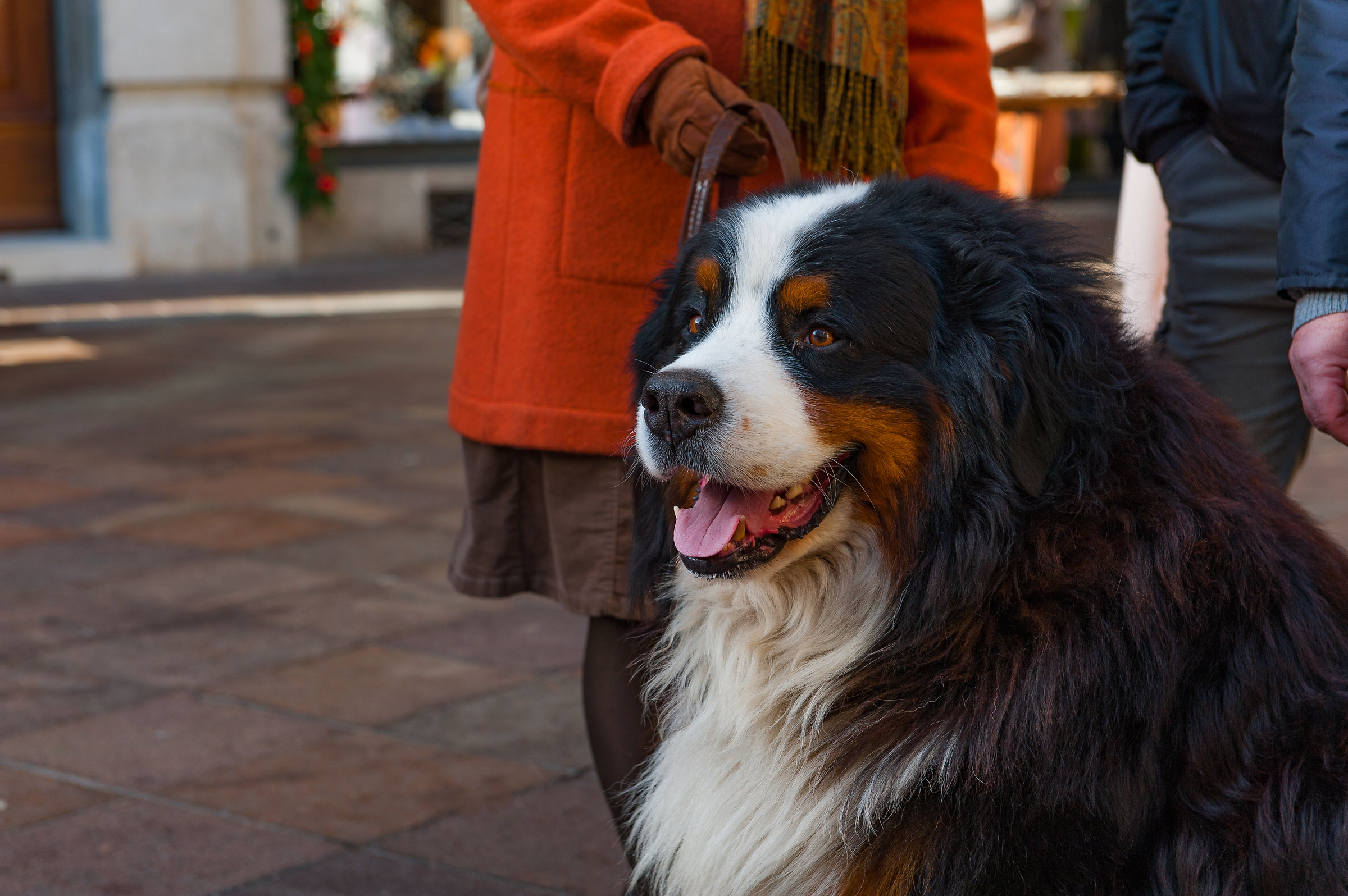 Bovaro del Bernese