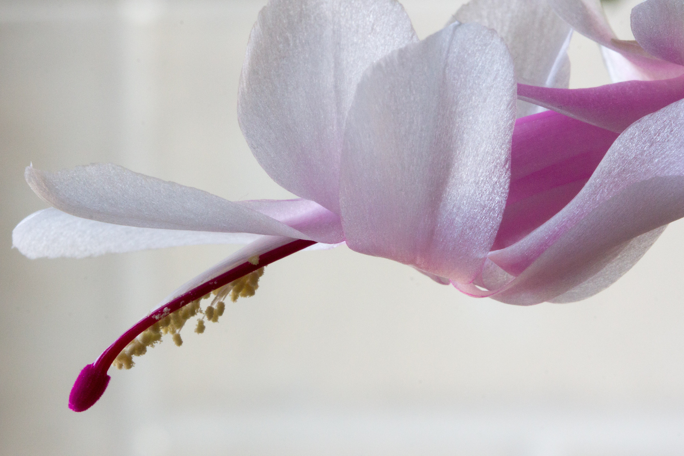 They have flourished this year!