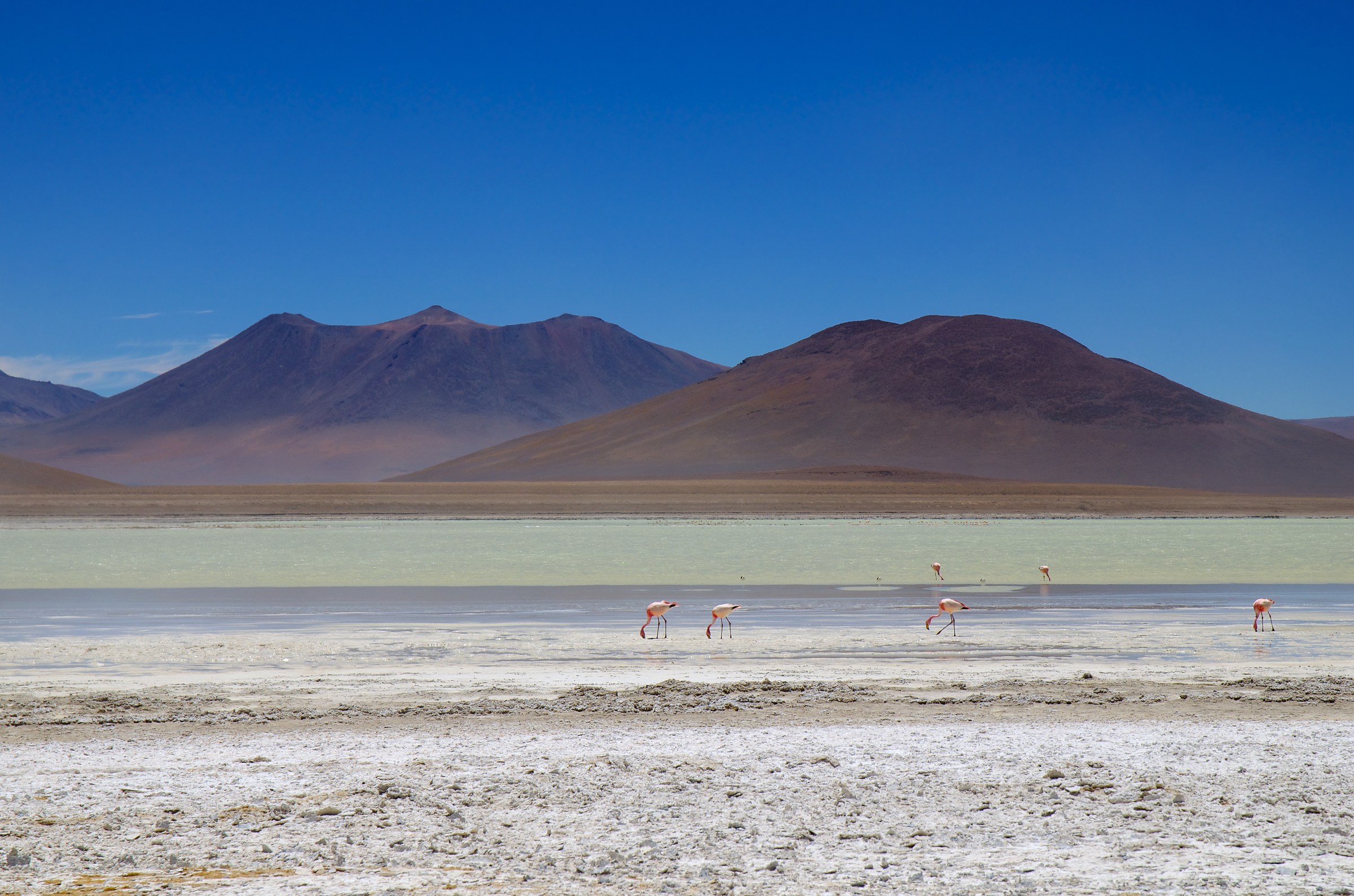 Flamingos in the lagoon