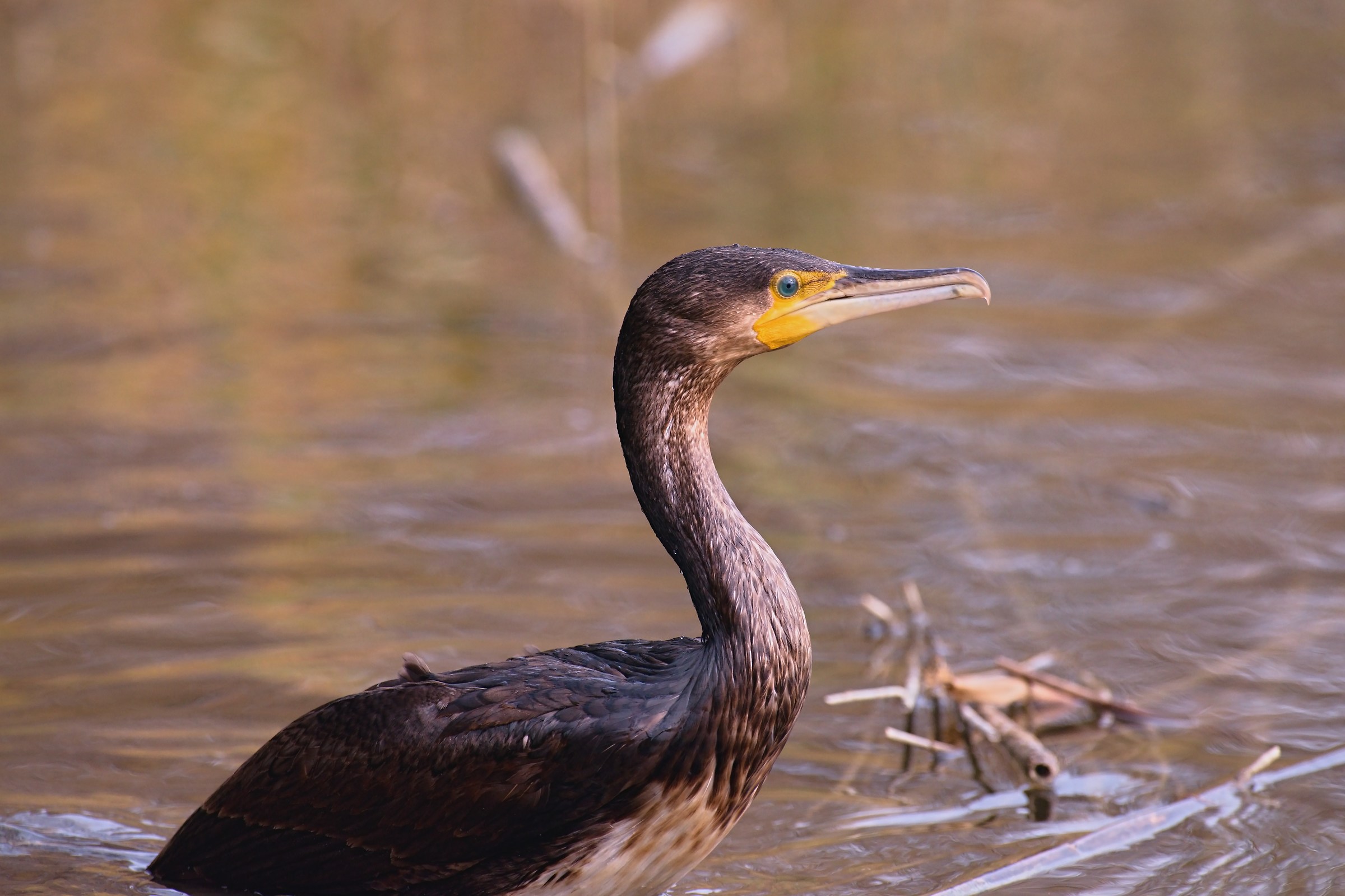 Cormorant