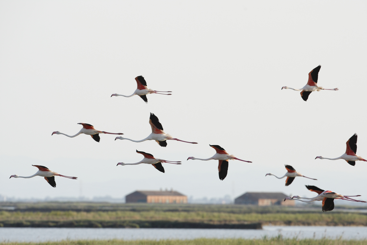 The fascination of flying - Comacchio