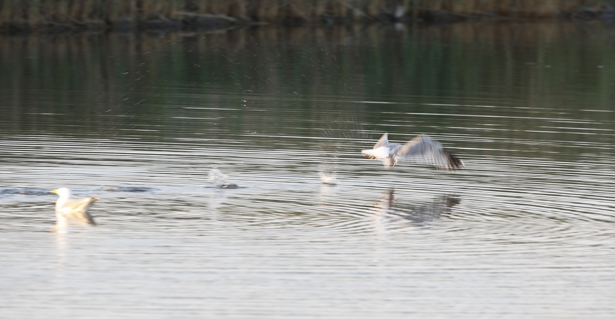 Hopping on the water