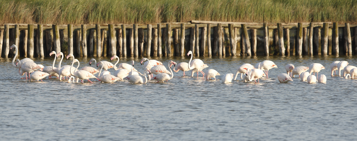 Pink Flamingos - Comacchio