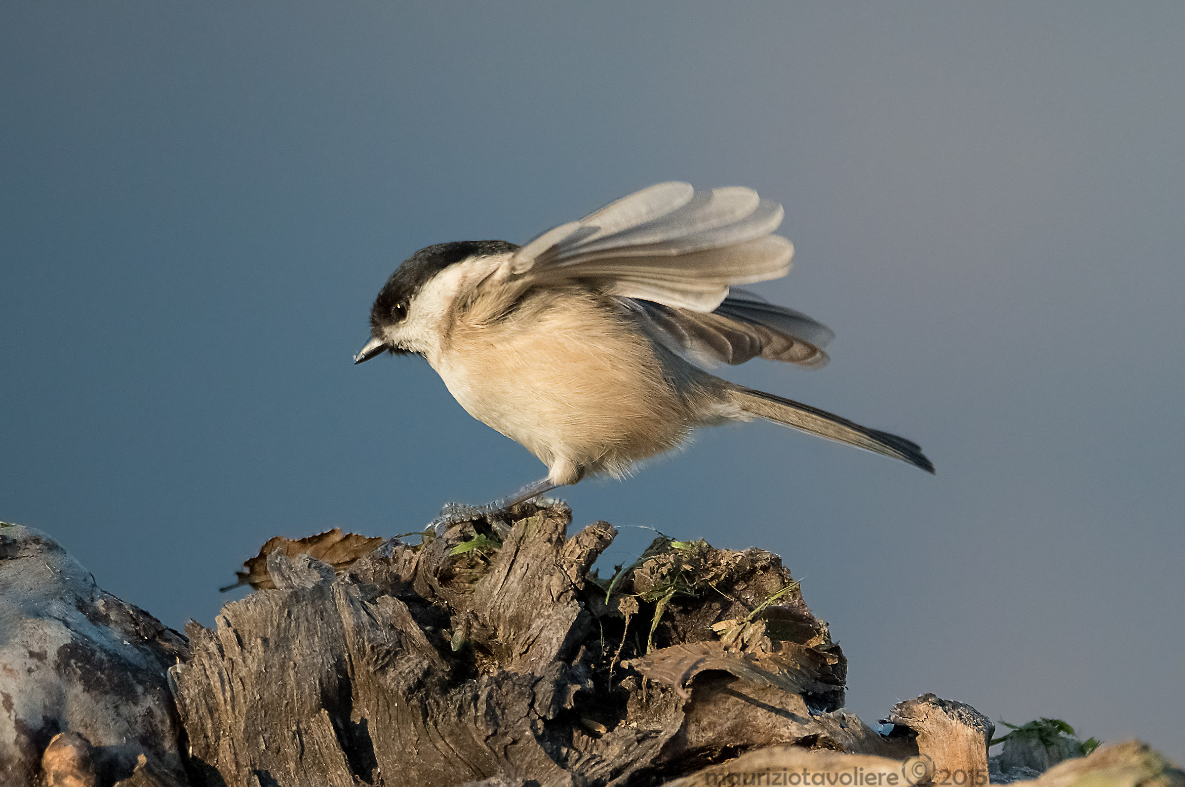 Cincia Bigia in partenza ..