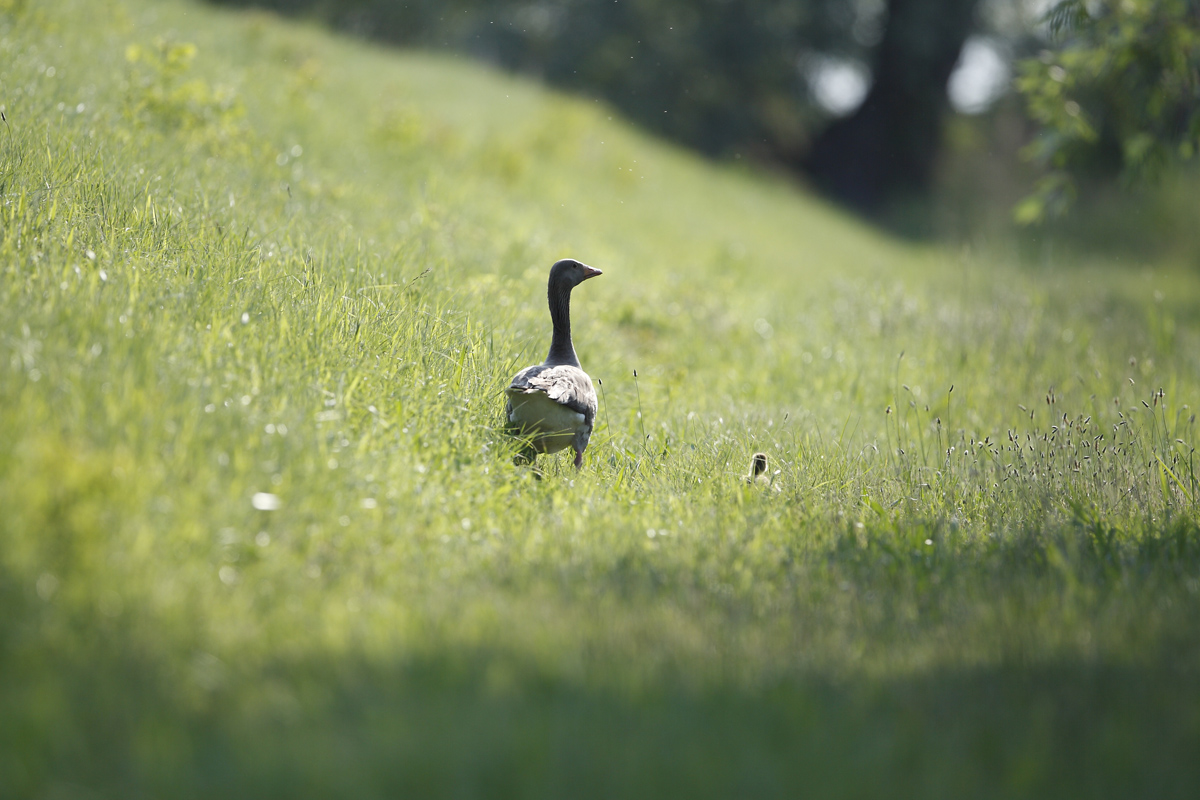 Walk in the park - Argenta
