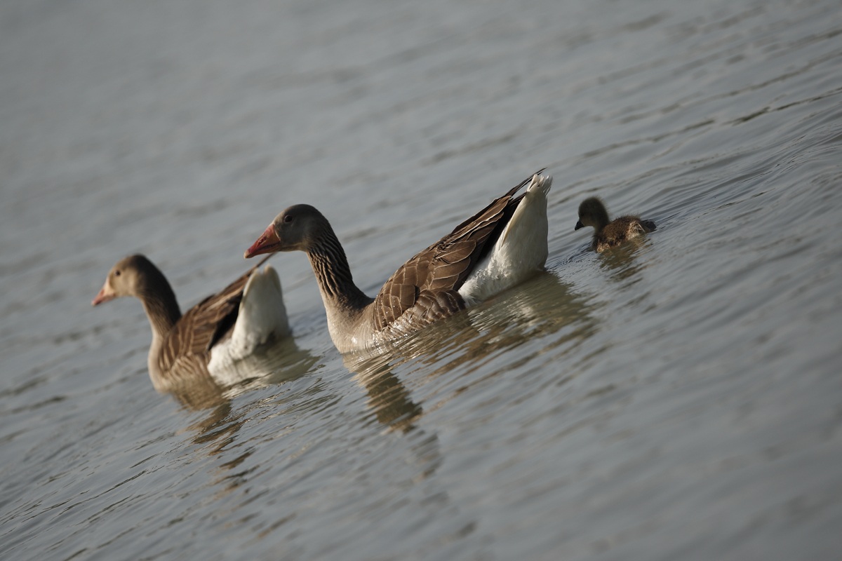 Little family in navigation - Argenta