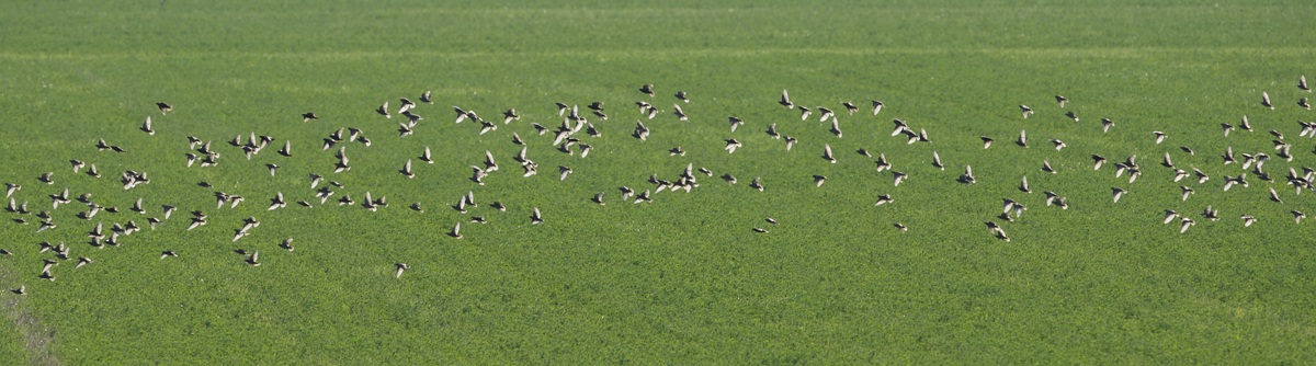 Birds of field - Argenta