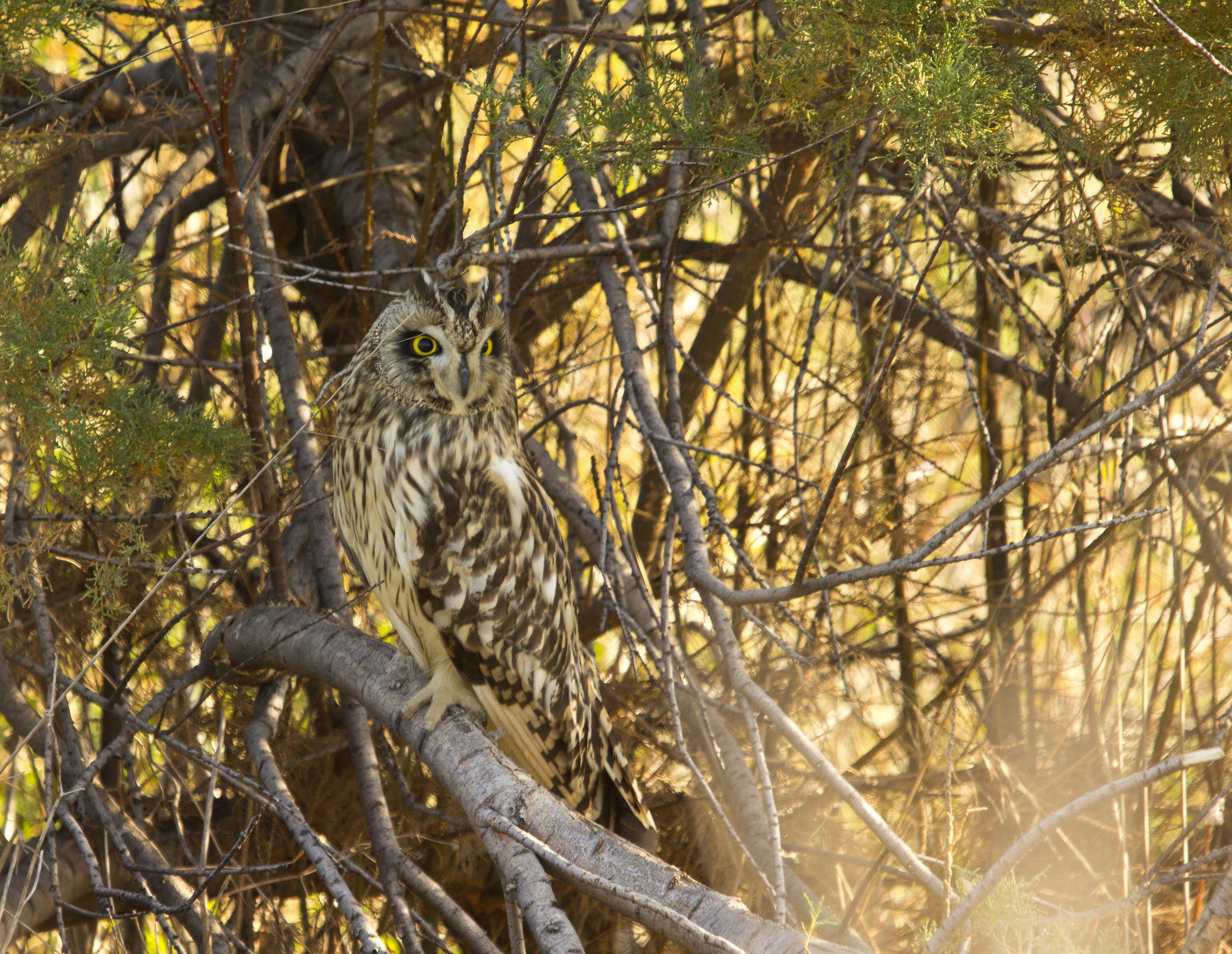 eared owl