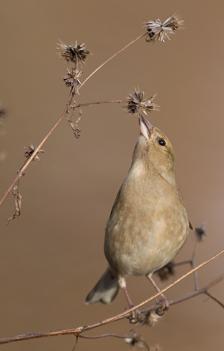 Il pasto del Fringuello