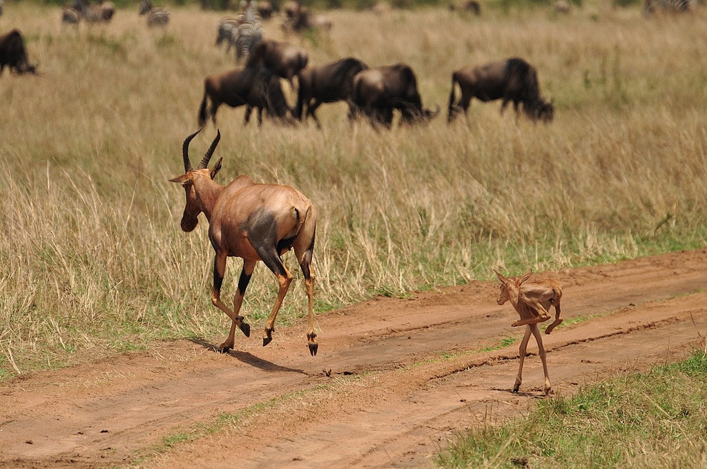 Impala with the small