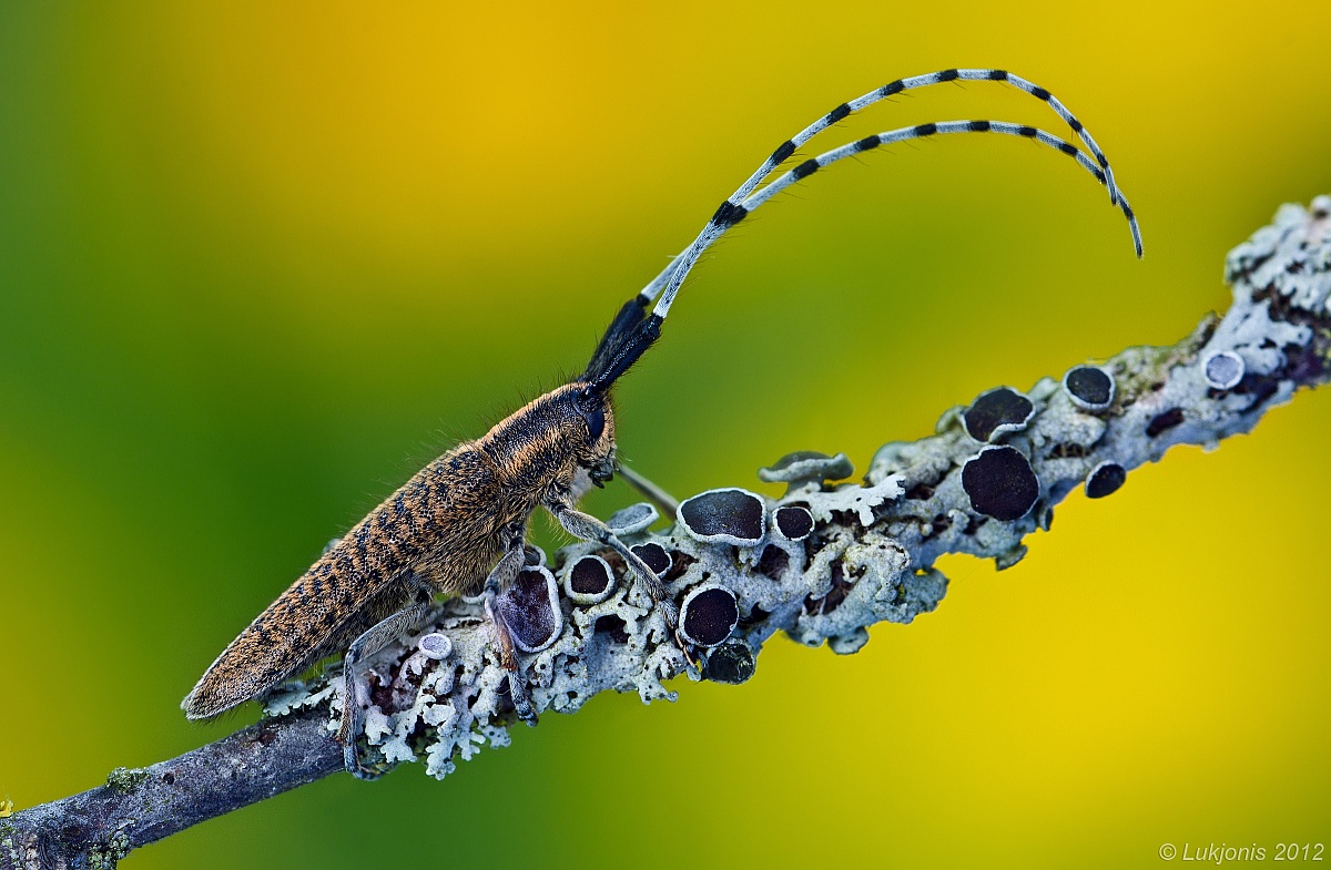 The golden bloomed grey longhorn